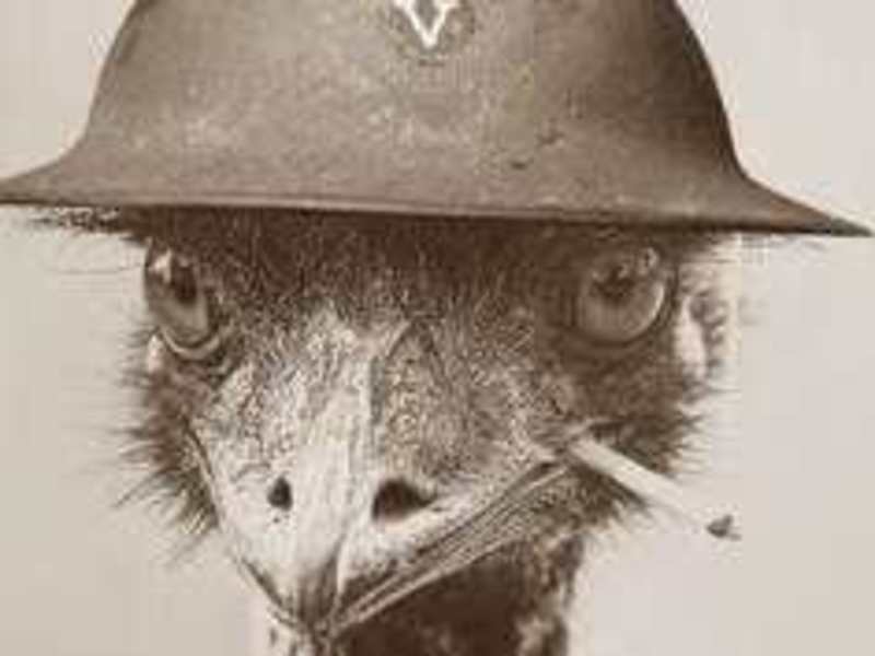 Cover image for The Great Emu War of 1932: Australia's Odd Battle