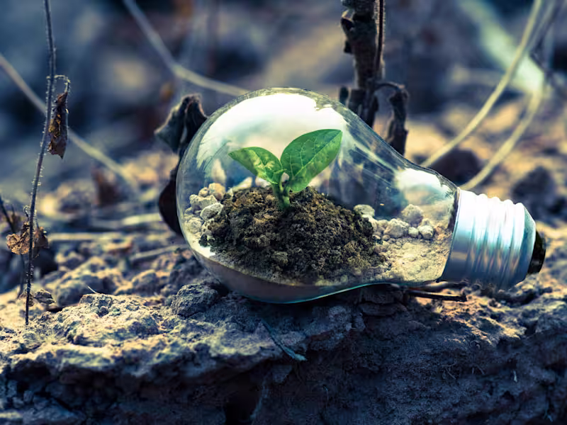 Cover image for The Brilliance of Nature