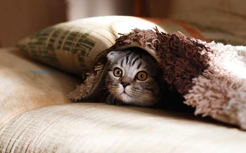 Cover image for What Are Some of the Common Diseases in Cats