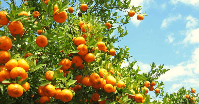 Cover image for The Many Secrets and Benefits of Vitamin C 