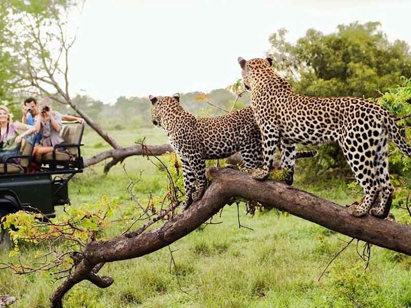 Cover image for 13 incredible South Africa experiences for your bucket list