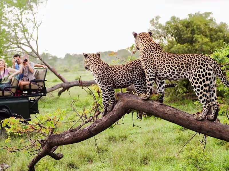 Cover image for 13 incredible South Africa experiences for your bucket list