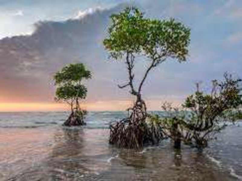 Cover image for MANGROVES
