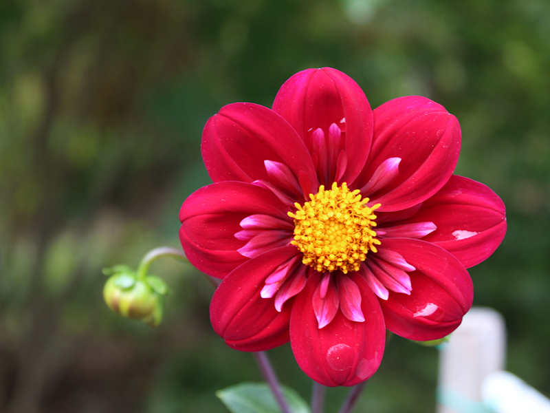 Cover image for Personalized Poetry 