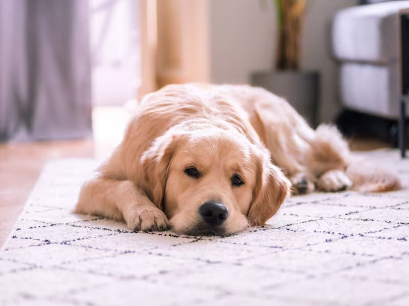 Cover image for How Often Should You Mop Your Floors With Pets?