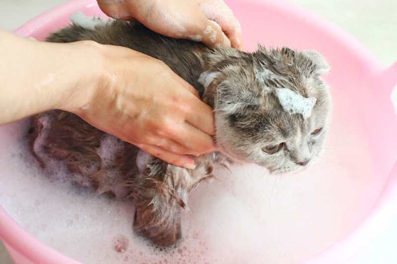 Cover image for 5 Best Cat Shampoos of 2024
