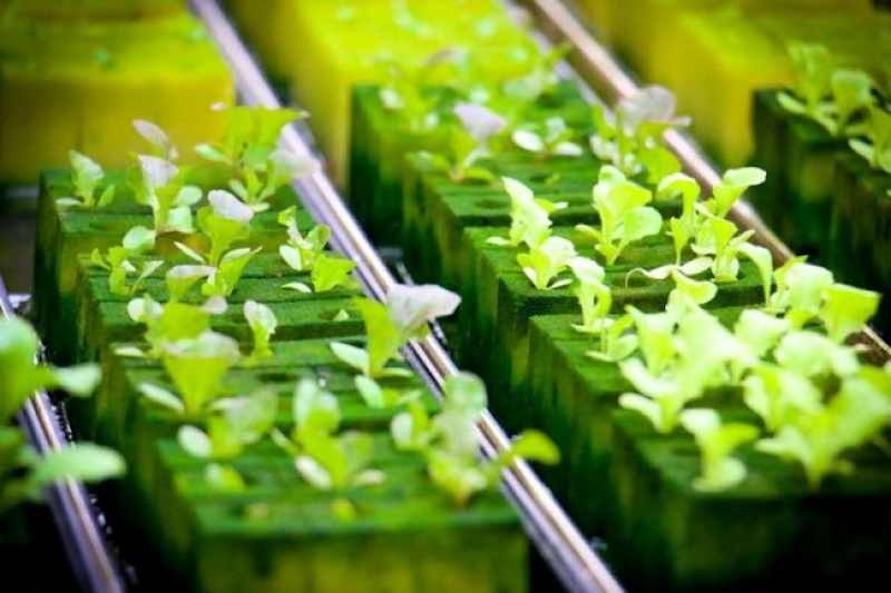 Cover image for Hydroponic Planting Webinar with Sola Rumah Karya
