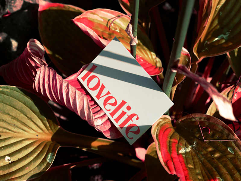 Cover image for Lovelife