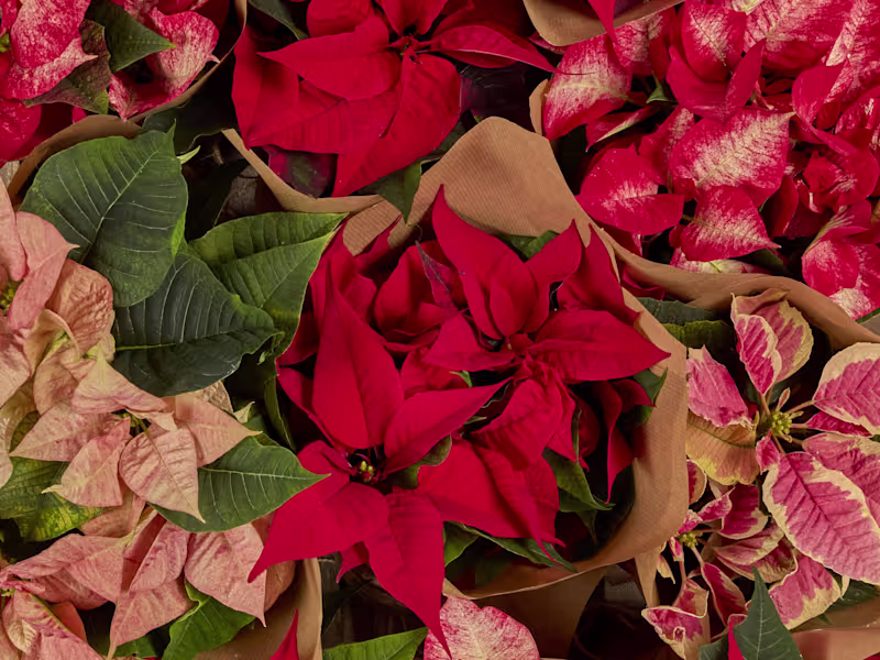 Cover image for Brand Voice & Tone Tailoring