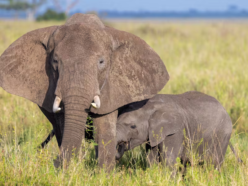 Cover image for The Johannesburg  Experience