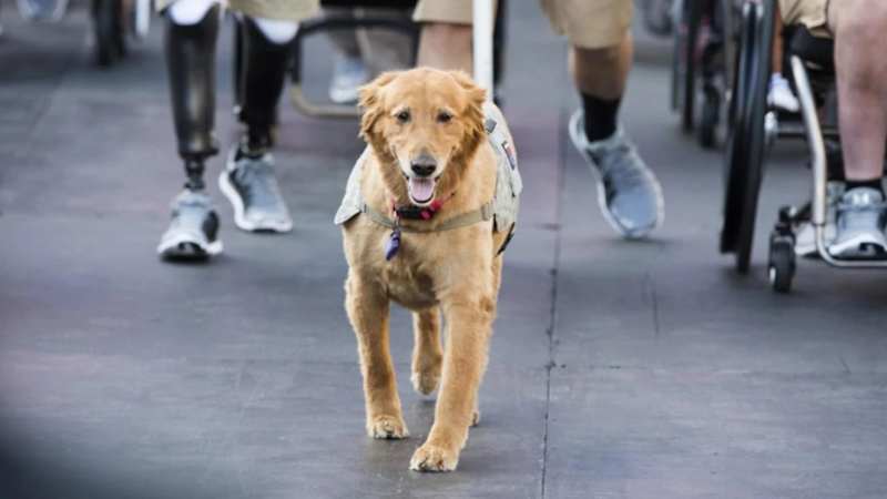 Cover image for The Top 5 PTSD Service Dog Breeds For Veterans