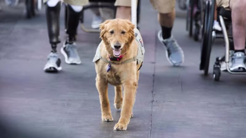 Cover image for The Top 5 PTSD Service Dog Breeds For Veterans