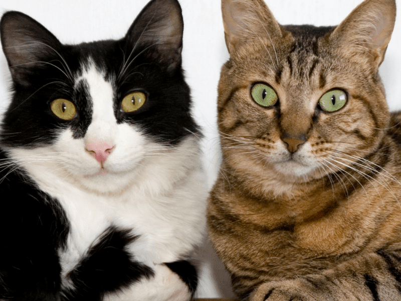 Cover image for Blog: Human foods that are dangerous to cats