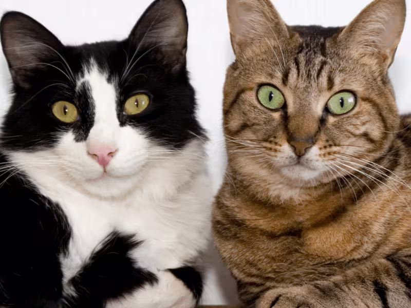 Cover image for Blog: Human foods that are dangerous to cats