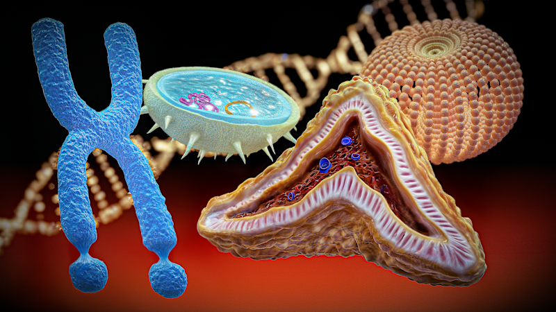 Cover image for 3D Assets Collection: Organs & Molecules