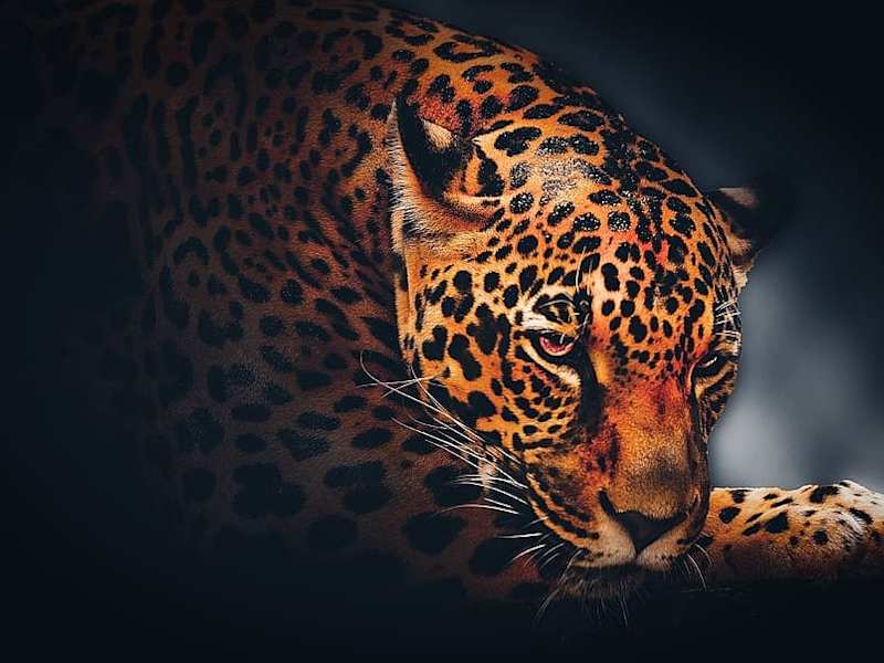 Cover image for Stoty of wild life