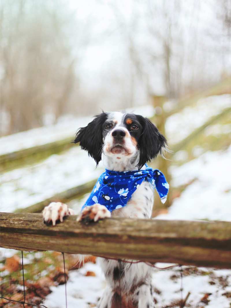 Cover image for Cold Weather Is the Nemesis of Dog Paws. Here’s How to Help