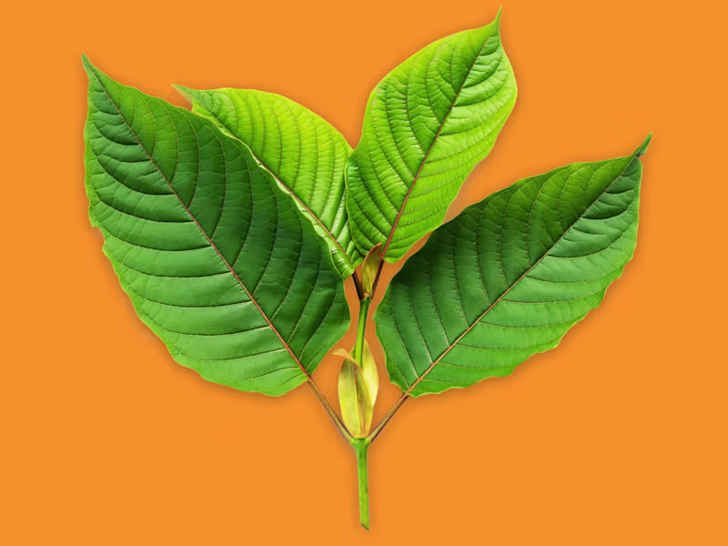 Cover image for Where to Buy Kratom in China
