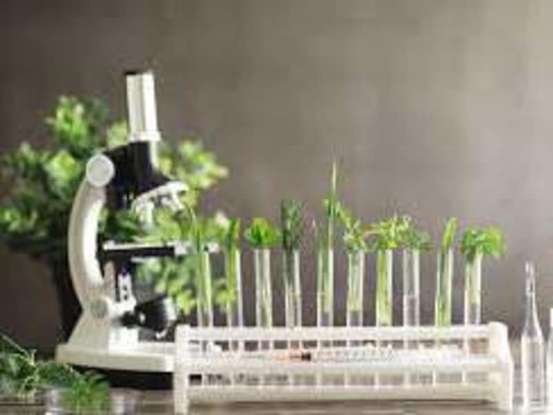 Cover image for GC-MS Analysis of Beta Vulgaris Extract