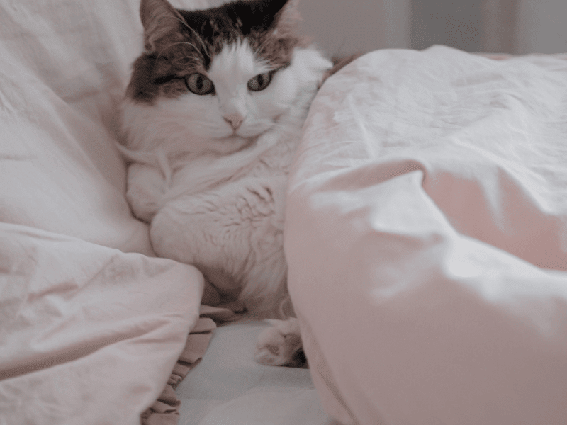 Cover image for Blog: What You Need to Know About Choosing the Right Cat Bed