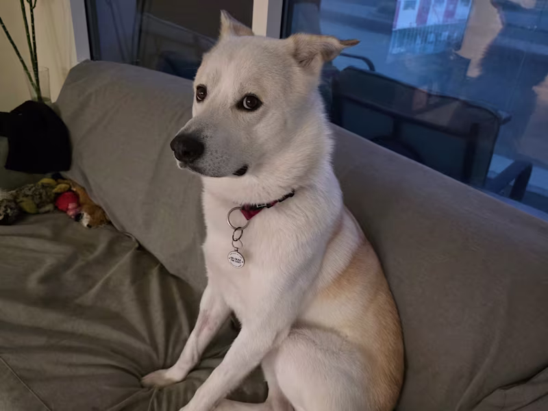 Cover image for Welcome to the life of a dog in Abu Dhabi, where I live like...