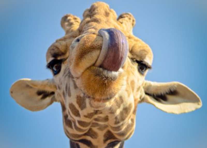 Cover image for 10 Italian Tongue Twisters to Perfect Your Pronunciation and Sp…