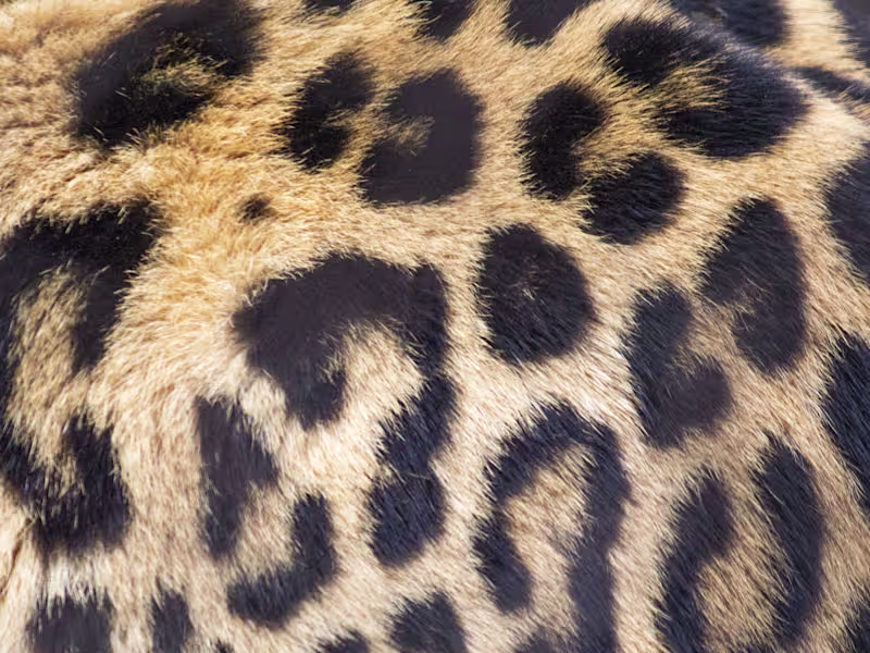 Cover image for Scenic and Animal Photography