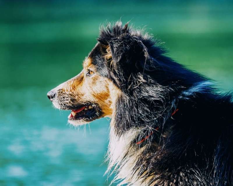 Cover image for Your Guide To The German Shepherd Border Collie - CollieCare
