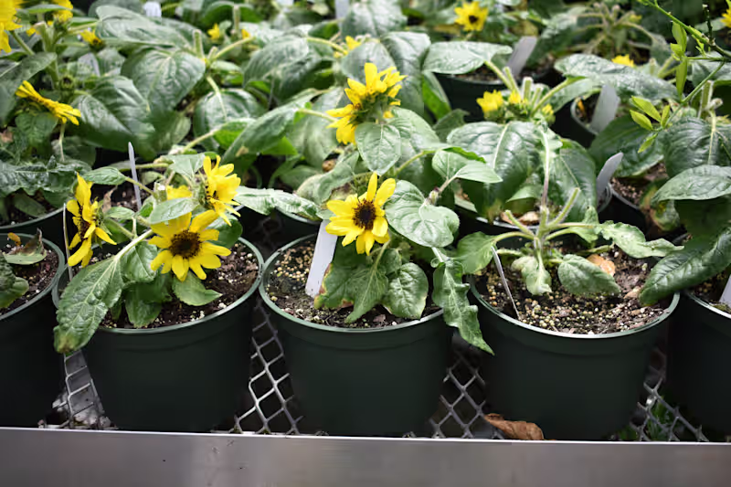 Cover image for Photograph of Flowers