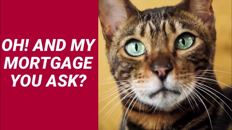 Cover image for The Purrrfect Mortgage For You  Homestead Funding - YouTube