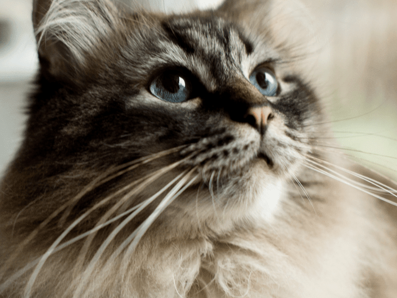 Cover image for Blog: Why Do Cats Have Whiskers? 