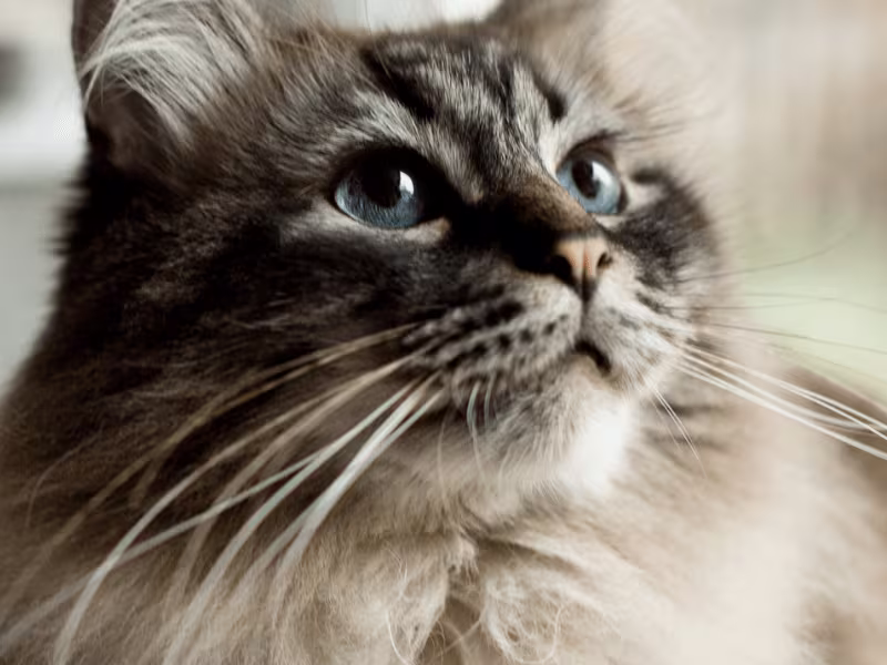 Cover image for Blog: Why Do Cats Have Whiskers? 