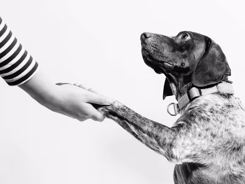 Cover image for Customer Support Specialist