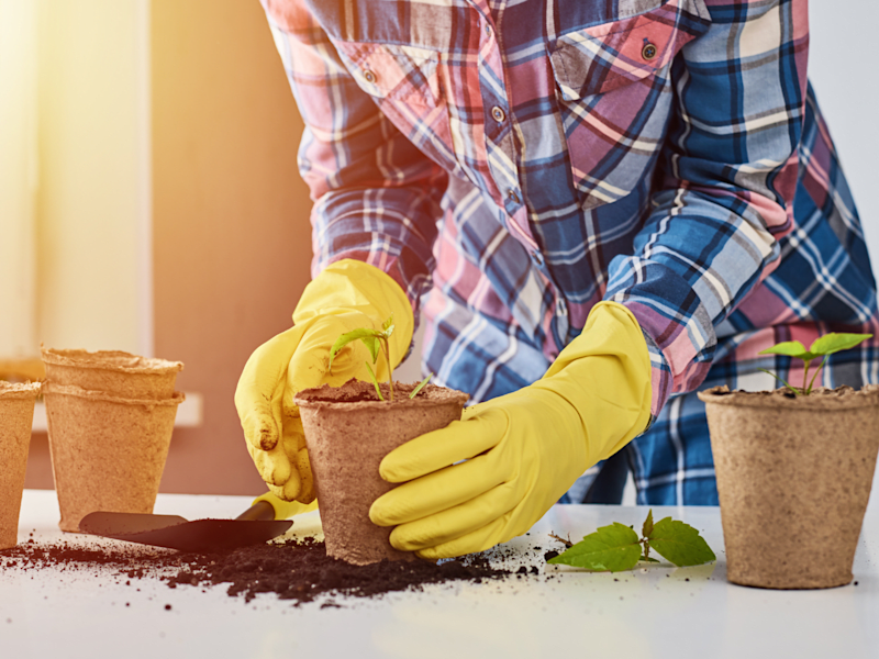 Cover image for Blog about container gardening I wrote for a client on Fiverr