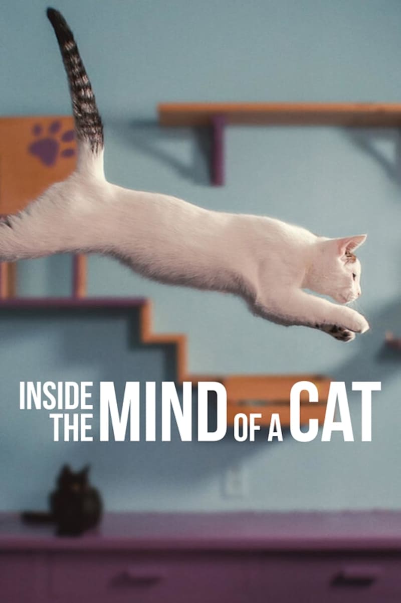 Cover image for Inside the Mind of a Cat