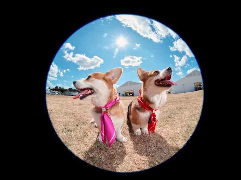 Cover image for Bimba y Lola - Dogs Lovers collection - Retouching