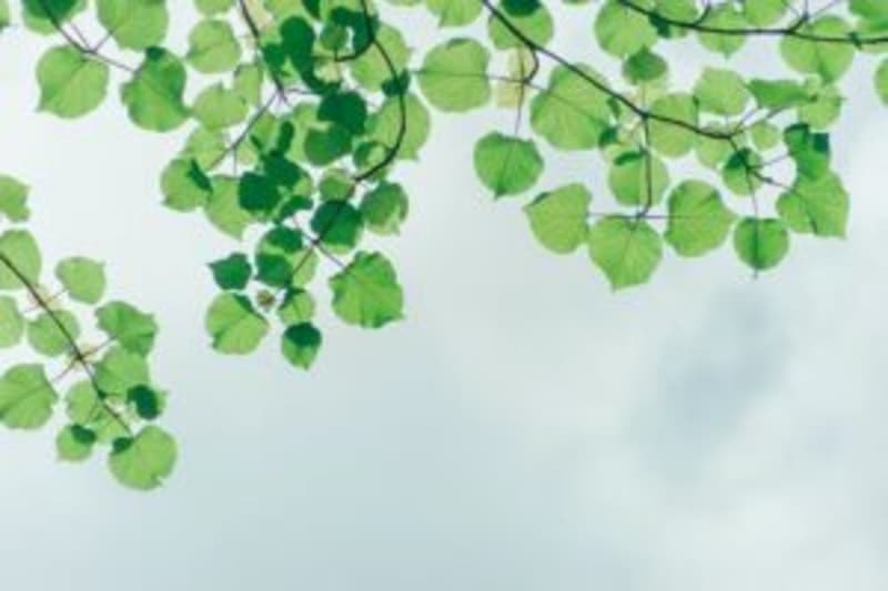 Cover image for Landing and Pricing Page