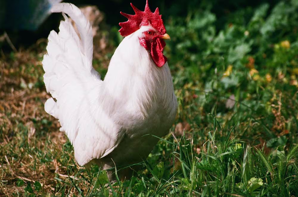 Placeholder project card media