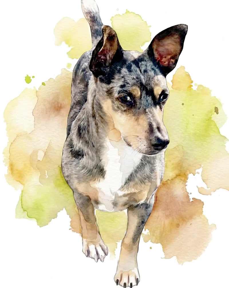 Cover image for This project turns my dog