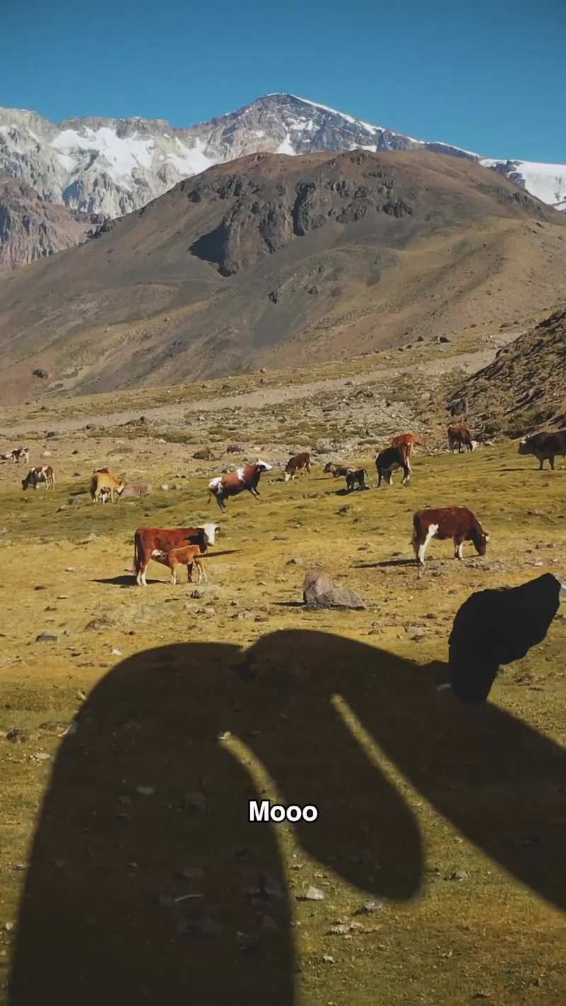 Cover image for Fake Out Of Home videos