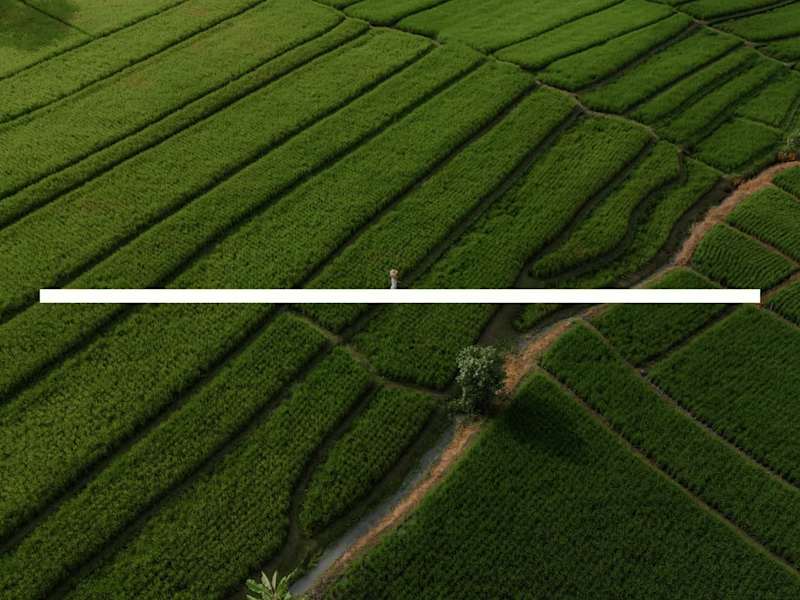 Cover image for Grawing® blends clean editorial design with nature-driven vi...