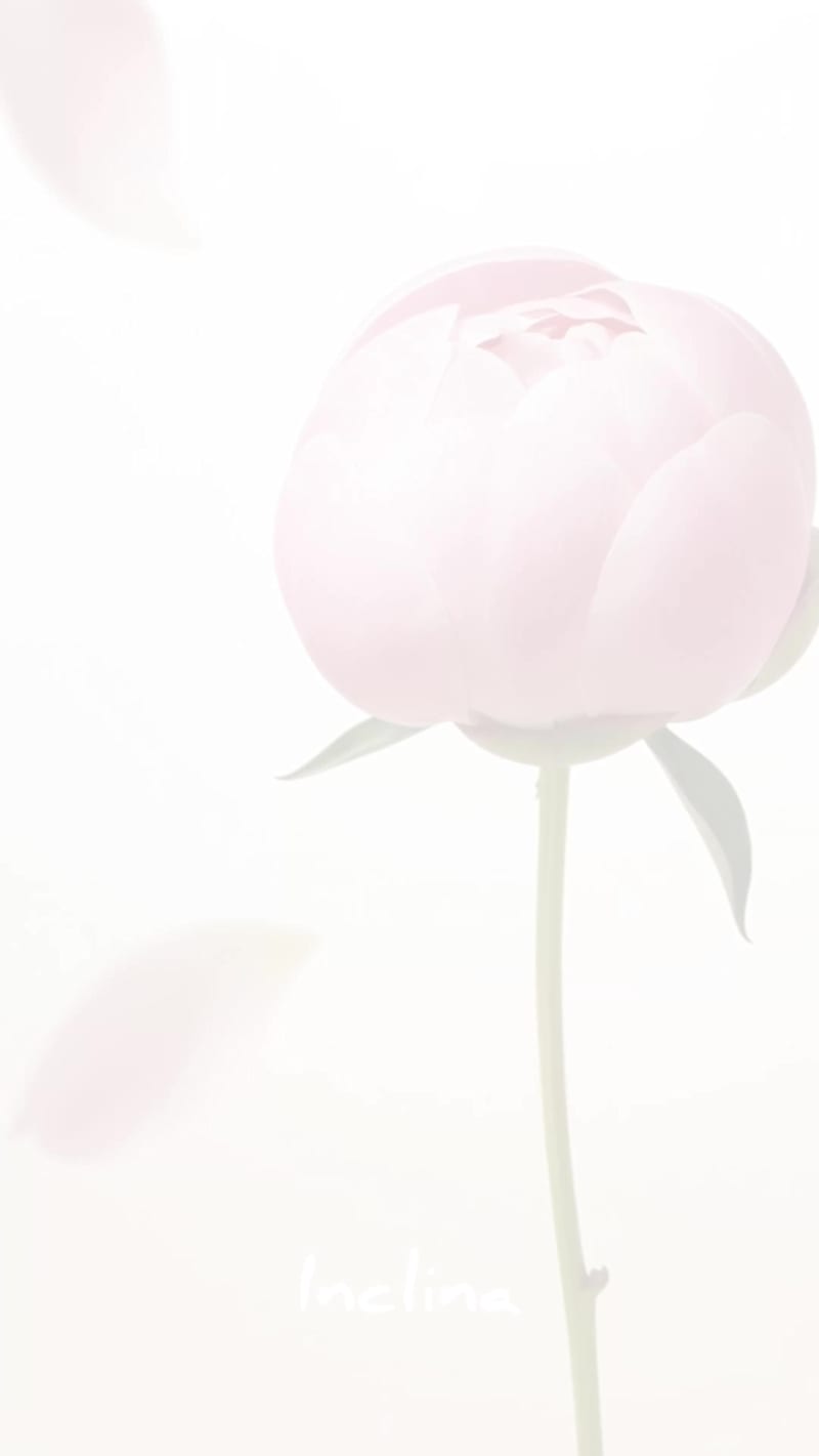 Cover image for Petal Essence — beauty concept visual A subtle, atmospheric ...