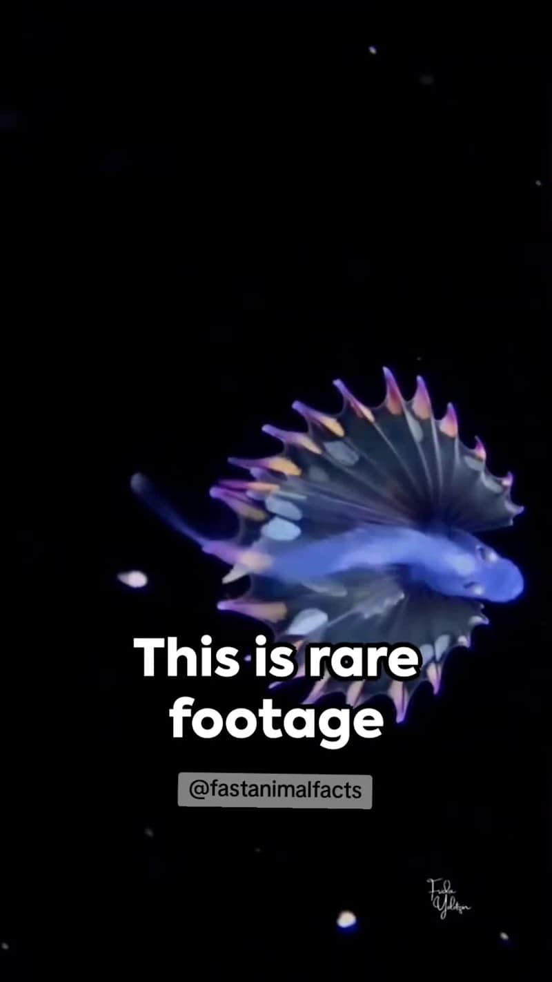 Cover image for Excited to share one of my most viral clips from Fast Animal...