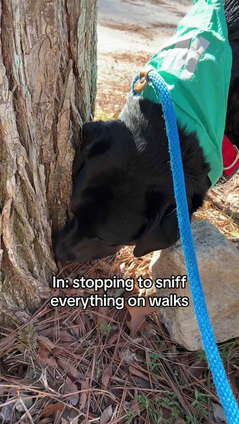 Cover image for Check out this UGC ad I created for Wag! https://www.tiktok....