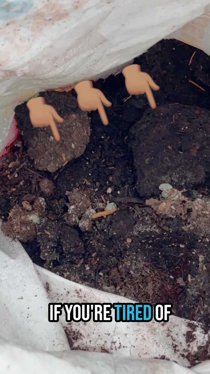 Cover image for New UGC video, edited and produced for my own portfolio. Che...