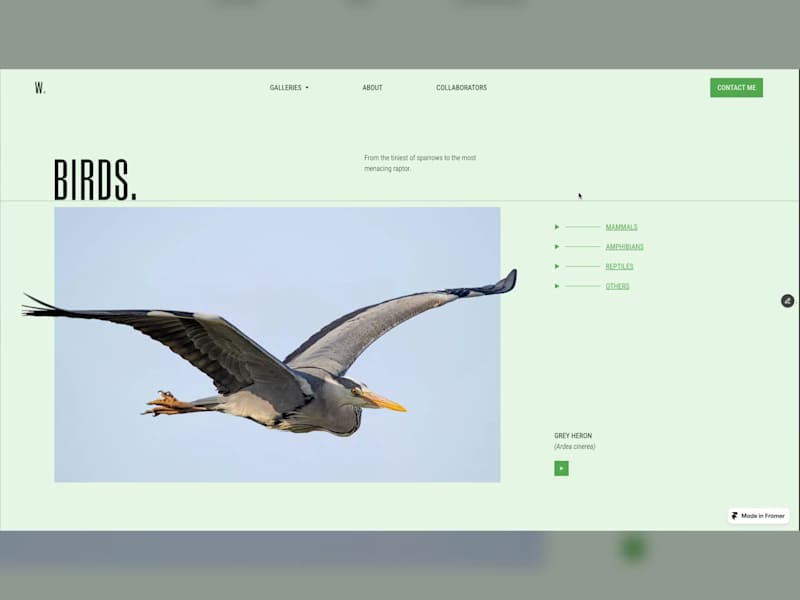 Cover image for WWWildlife: Wildlife Photography Portfolio