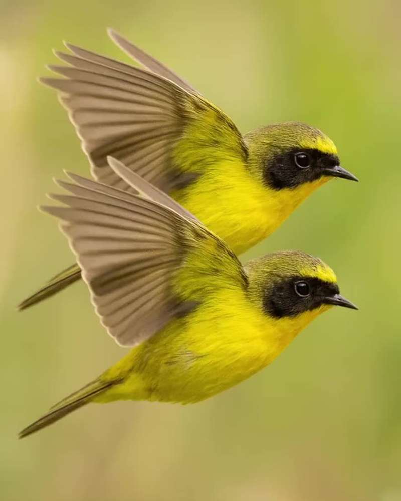 Cover image for Logo and photographies for Two Birds