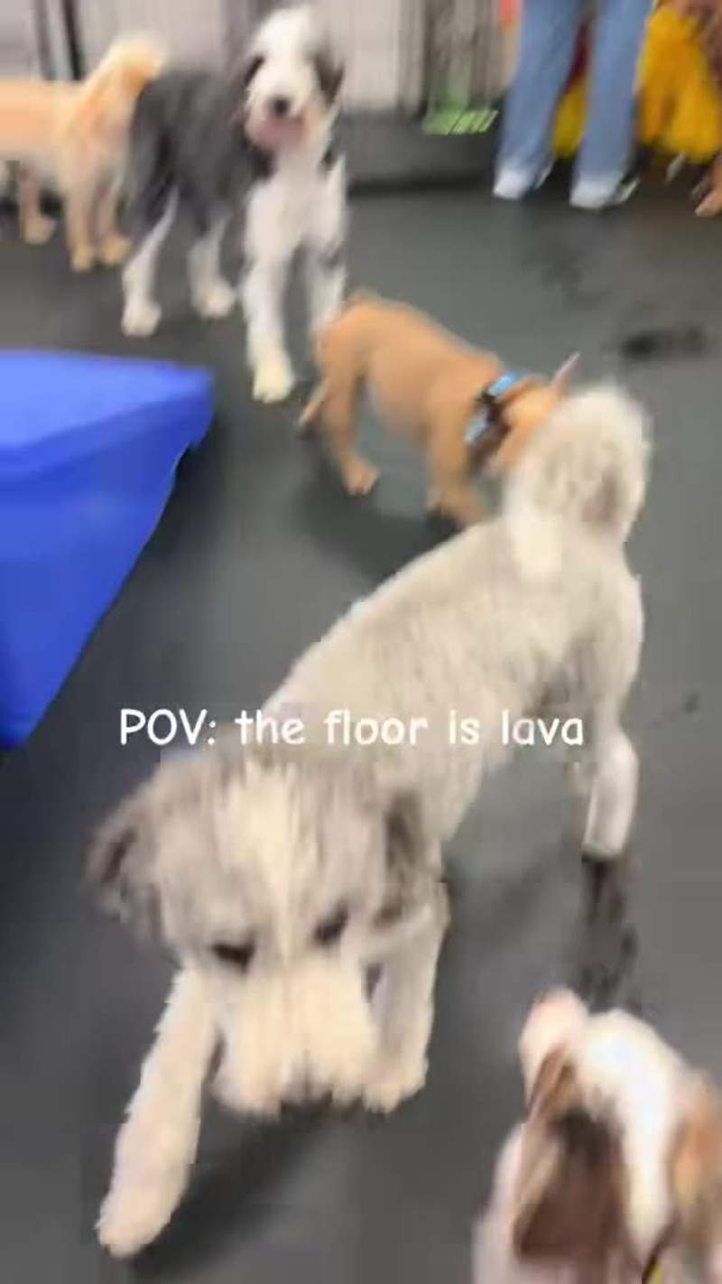 Cover image for I conceptualize and script Instagram Reels for Dogtopia usin...