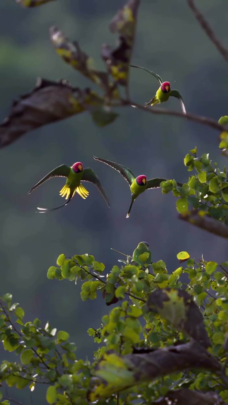 Cover image for A cinematic nature edit focused