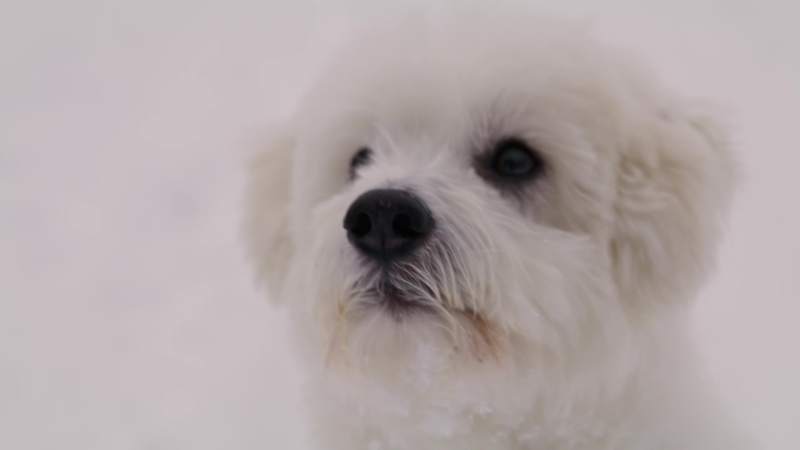 Cover image for The Year of Adventure